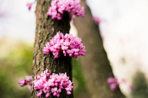 Parktaki Güzel Pembe Sakura Çiçeklerini Kapat Kiraz Çiçeği Seçici Odak — Stok fotoğraf