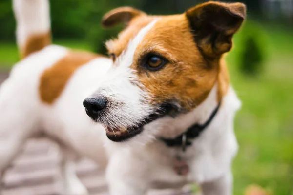 Jack Russell Terrier在公园里散步快乐的狗 有选择的重点 — 图库照片