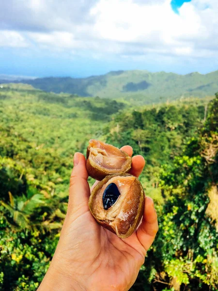 Sapodilla exotic fruit. Woman's hand holding exotic fruit. Beautiful mountains view on the background. Caribbean island, Grenada. Rain forest — Stock Image Sapodilla Exotic Fruit Woman Hand Holding Exotic Fruit Beautiful Mountains Stock Image