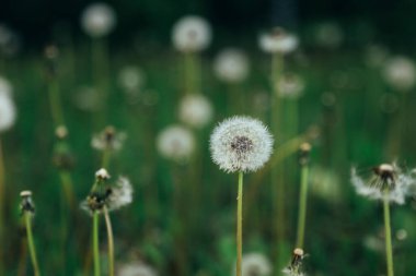 Beyaz tüylü karahindiba, doğal yeşil bulanık bahar arka planı, seçici odak.
