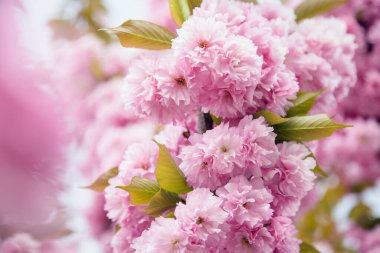 Sakura 'nın bahar sakura ağacında çiçek açması inanılmaz. Güzel Doğa.