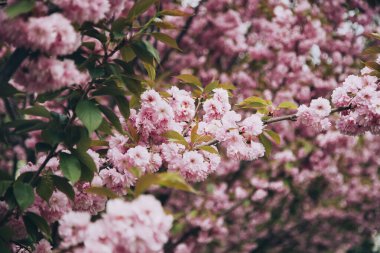Sakura 'nın bahar sakura ağacında çiçek açması inanılmaz. Güzel Doğa.
