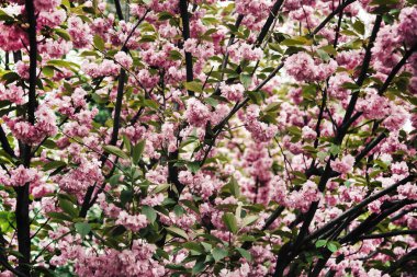 Sakura 'nın bahar sakura ağacında çiçek açması inanılmaz. Güzel Doğa.