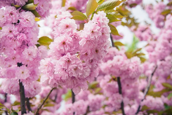 Sakura Nın Bahar Sakura Ağacında Çiçek Açması Inanılmaz Güzel Doğa — Stok fotoğraf