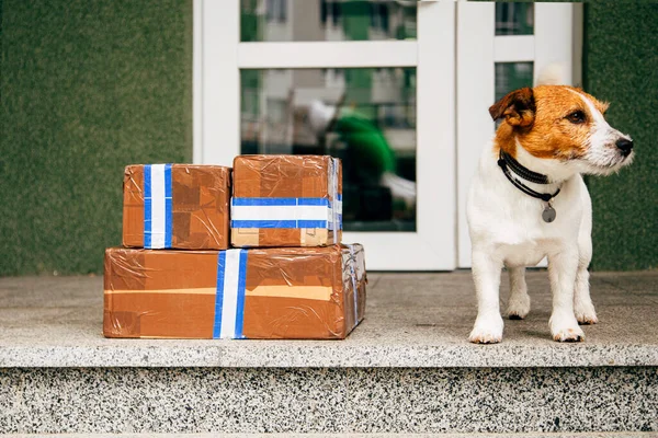 Jack Russell Dog Zit Naast Pakket Levering Buitendeur Rechtenvrije Stockfoto's
