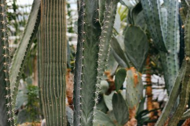 Keskin dikenli kaktüs. Doğa yeşil arkaplan
