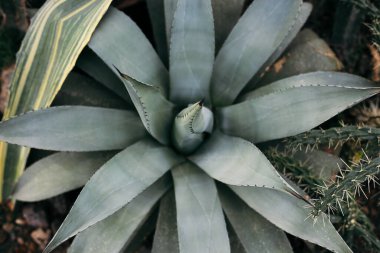 Doğa yeşili arka plan. Doğal güneş ışığı altında bağışlanmış bitki.