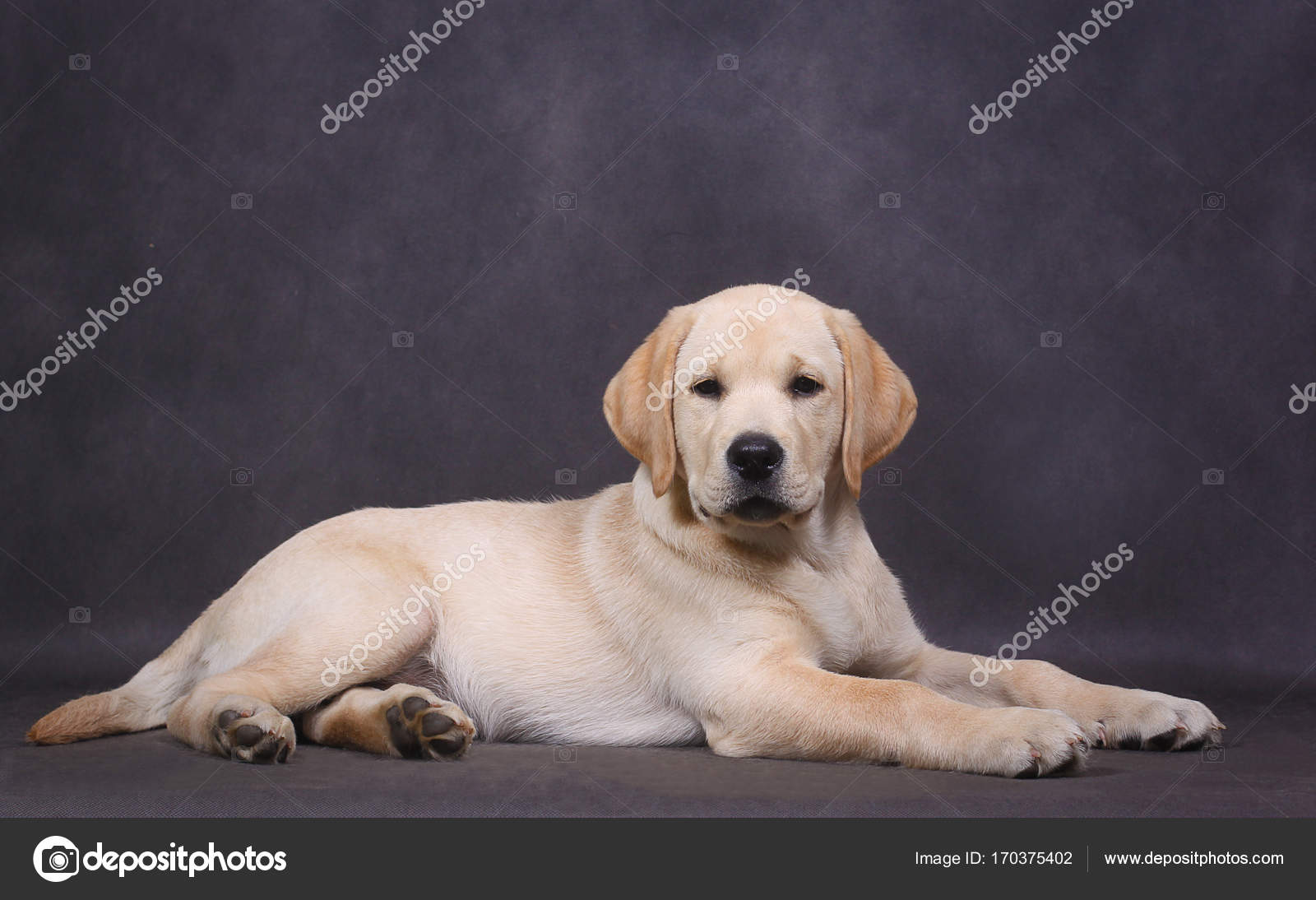 cute puppy labrador pictures