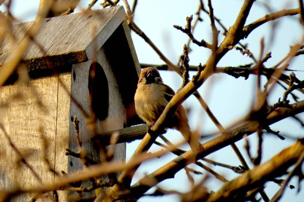 鳥の家の近くの木に雀 — ストック写真