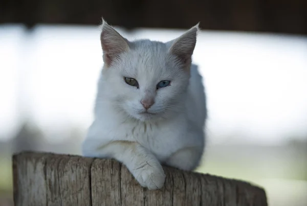 Van Gatos São Mundialmente Famosos Gatos Brancos Originados Província Van — Fotografia de Stock