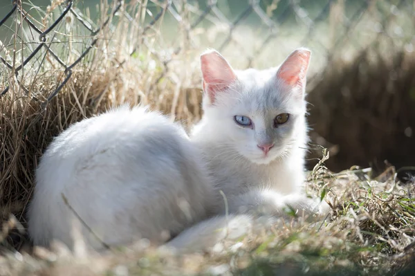 Van Gatos São Mundialmente Famosos Gatos Brancos Originados Província Van — Fotografia de Stock