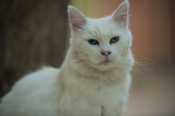 Van Gatos São Mundialmente Famosos Gatos Brancos Originados Província Van — Fotografia de Stock