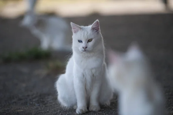 Van Gatos São Mundialmente Famosos Gatos Brancos Originados Província Van — Fotografia de Stock