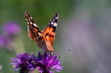 Doğadaki güzel bir kelebeğin fotoğrafı. Doğal arkaplan.