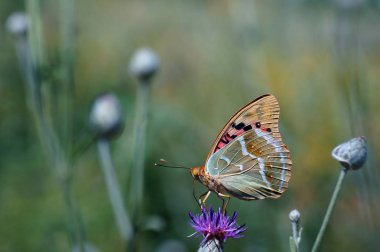 Doğadaki güzel bir kelebeğin fotoğrafı. Doğal arkaplan.