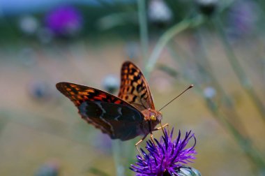 Doğadaki güzel bir kelebeğin fotoğrafı. Doğal arka plan. Böceklerin yakın plan fotoğrafları.
