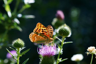Doğadaki güzel bir kelebeğin fotoğrafı. Doğal arkaplan.