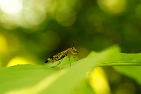Fotky Krásného Hmyzu Přírodě Přirozené Pozadí Detailní Záběry Hmyzu — Stock fotografie