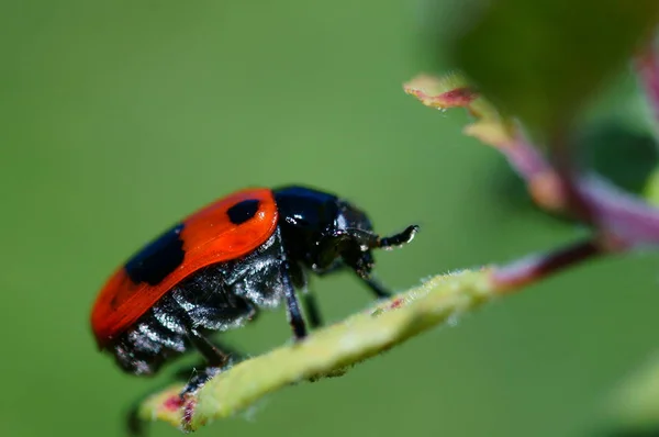 Fotos Hermosos Insectos Naturaleza Fondo Natural Fotos Cerca Insectos — Foto de Stock