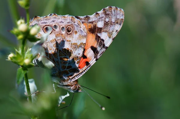 Doğadaki Güzel Bir Kelebeğin Fotoğrafı Doğal Arkaplan — Stok fotoğraf