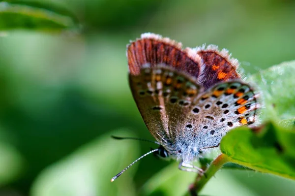 Φωτογραφία Μιας Όμορφης Πεταλούδας Στη Φύση Φυσικό Περιβάλλον — Φωτογραφία Αρχείου