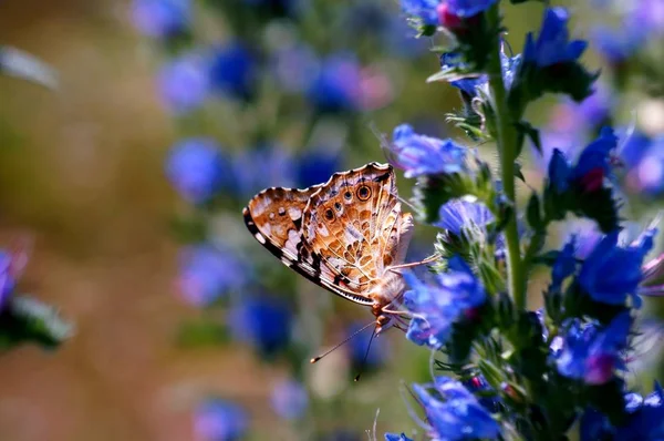 Foto Eines Schönen Schmetterlings Der Natur Natürlicher Hintergrund — Stockfoto