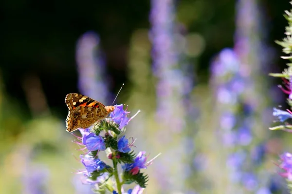 Foto Eines Schönen Schmetterlings Der Natur Natürlicher Hintergrund — Stockfoto