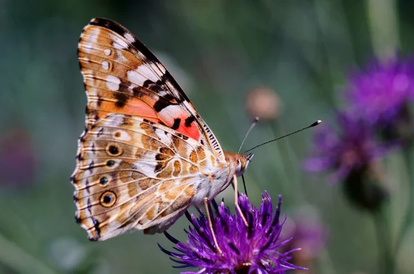 Foto Eines Schönen Schmetterlings Der Natur Natürlicher Hintergrund — Stockfoto