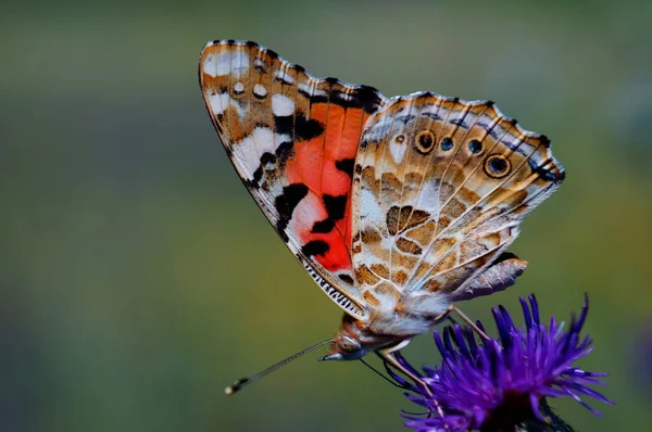 Zdjęcie Pięknego Motyla Przyrodzie Naturalne Tło Zdjęcia Owadów Bliska — Zdjęcie stockowe