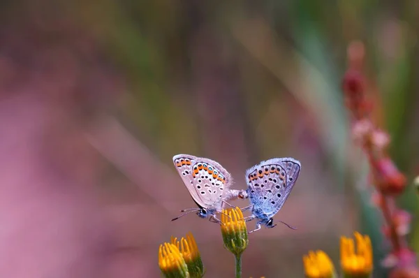 Φωτογραφία Μιας Όμορφης Πεταλούδας Στη Φύση Φυσικό Υπόβαθρο Κοντινές Φωτογραφίες — Φωτογραφία Αρχείου
