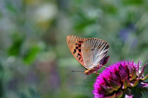 Foto Van Een Prachtige Vlinder Natuur Natuurlijke Achtergrond Close Foto — Stockfoto