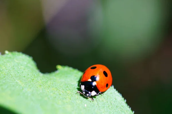 Photos Beaux Insectes Dans Nature Contexte Naturel Photos Gros Plan — Photo