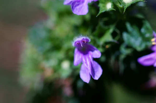 Fotky Divokých Květin Přirozené Pozadí Květiny Detailní — Stock fotografie