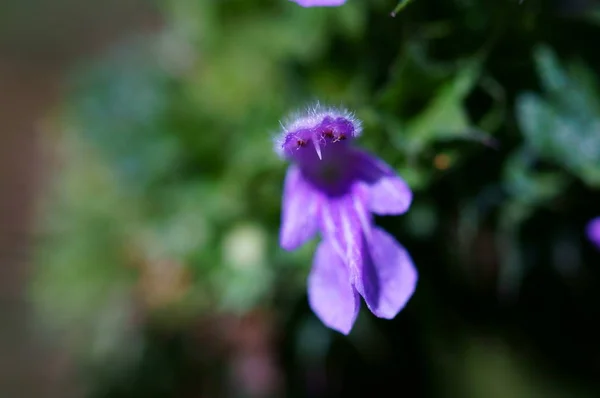 Fotos Flores Silvestres Fondo Natural Flores Primer Plano — Foto de Stock