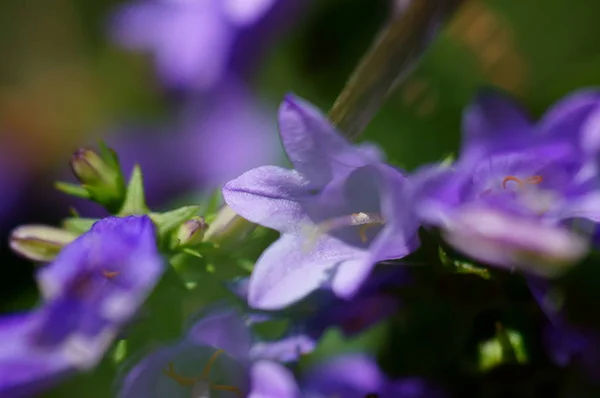 Bilder Vilda Blommor Naturlig Bakgrund Blommor Närbild — Stockfoto