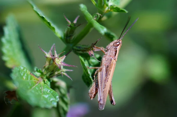 Foto Van Prachtige Insecten Natuur Natuurlijke Achtergrond Close Foto Van — Stockfoto