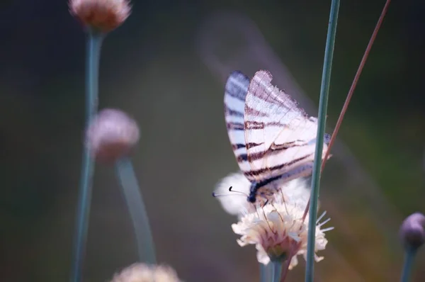 Fotografie Krásného Motýla Přírodě Přírodní Pozadí — Stock fotografie