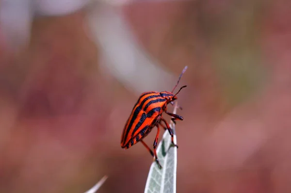 Photos of beautiful insects in nature. Natural background. Close-up photos of insects.