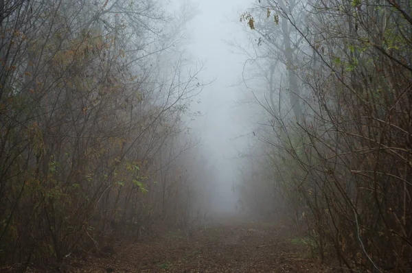 Paesaggio Naturale Foresta Nella Nebbia Una Foto Del Paesaggio Colori — Foto Stock