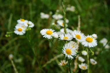White Daisy on a green background. Wildflowers in nature. Flower landscape.