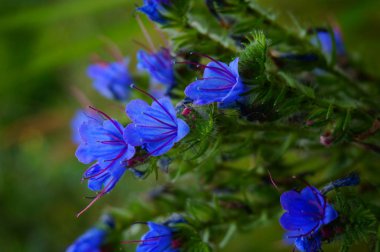 Blue field flower. Fields and meadows. Nature in summer.