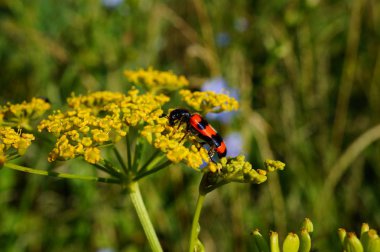Red beetle in flowers. Insects in nature. Flower landscape.