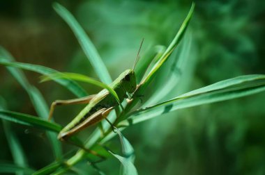 Green grasshopper in green grass. Insects in nature