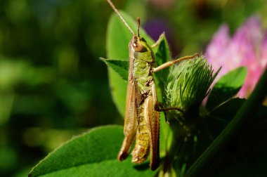 Green grasshopper in wild flowers.