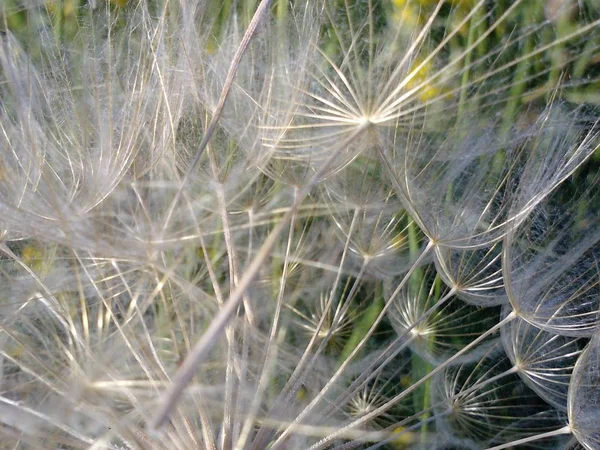 Primer Plano Del Diente León Sobre Fondo —  Fotos de Stock