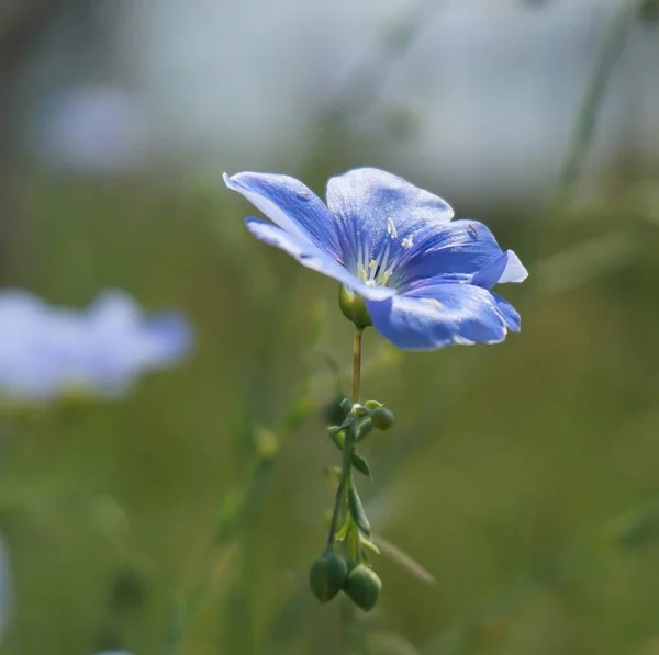 Голубое Белье Зеленом Фоне Дикие Цветы Природе Цветочный Пейзаж — стоковое фото
