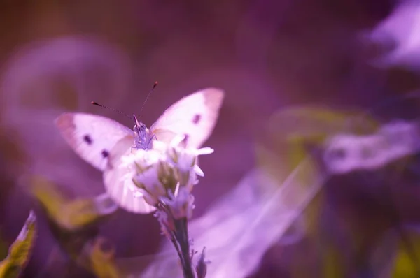 Zdjęcie Pięknego Motyla Przyrodzie Naturalne Tło Piękne Naturalne Sceny Fioletowe — Zdjęcie stockowe