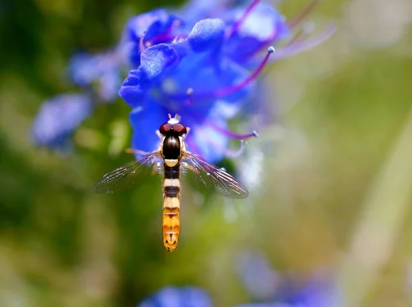 Dragonfly in wild flowers. Insects in nature. Flower landscape.