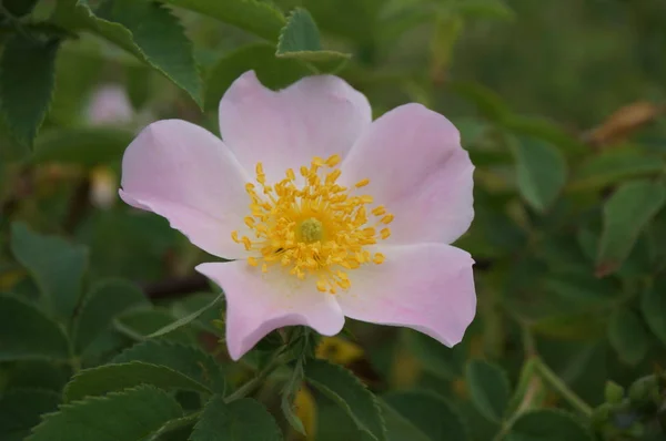 Kvetoucí Růžová Růže Divoké Květiny Přírodě Květinová Krajina — Stock fotografie