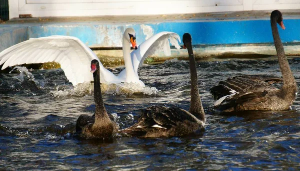 Three Black Swans One White Swan Recreation Park — Stock Photo, Image